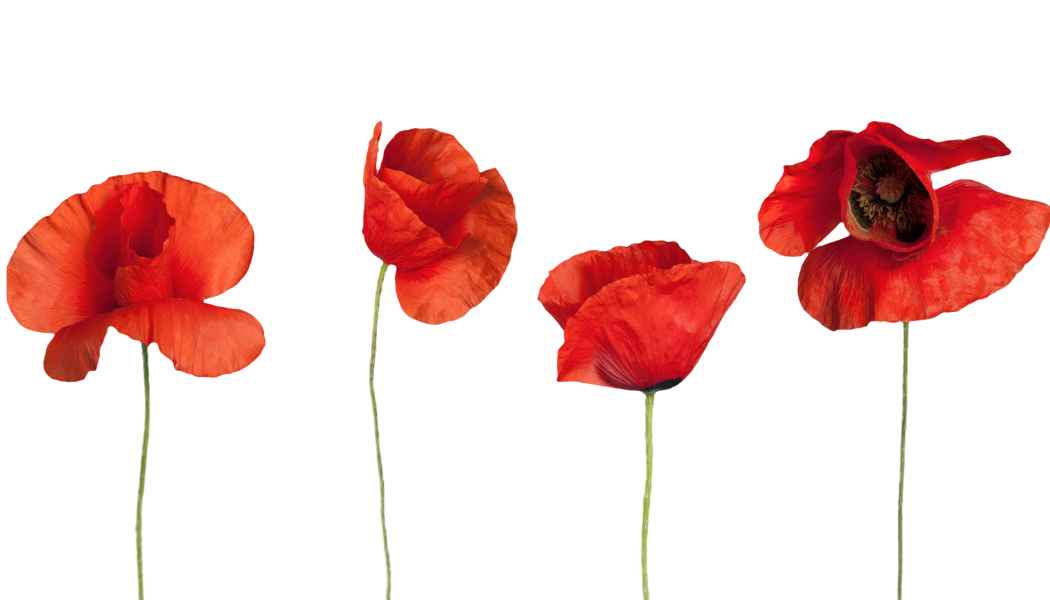 Coquelicots Les Zirond'Elles
